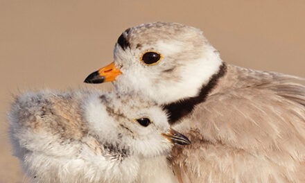 Dios pelea por nosotros