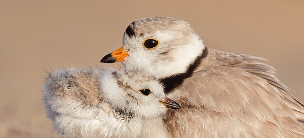 Dios pelea por nosotros